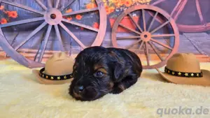Maltipoo Welpe noch 1 Rüde  Bild 4