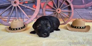 Maltipoo Welpe noch 1 Rüde  Bild 9