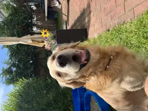 Hund teilen - liebevolle Unterstützung für unseren Golden Retriever gesucht
