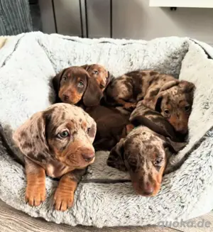 Dackel welpen