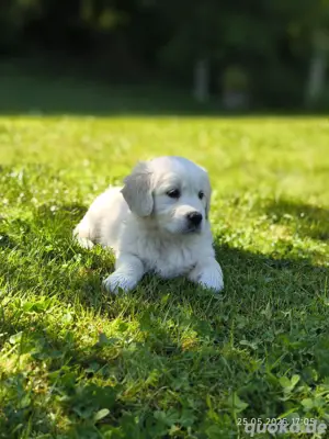 Golden Retriever Welpen 