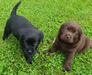 Süße Labradorwelpen aus Liebhaberzucht suchen ein neues Zuhause 