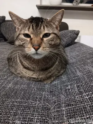 BKH Kater 