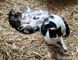 4 Kitten suchen ein Zuhause 