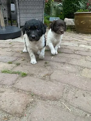 Friese Stabij hunde