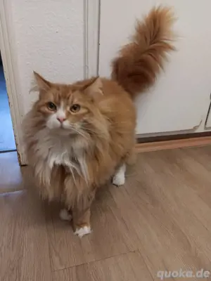   Maine Coon Kater 