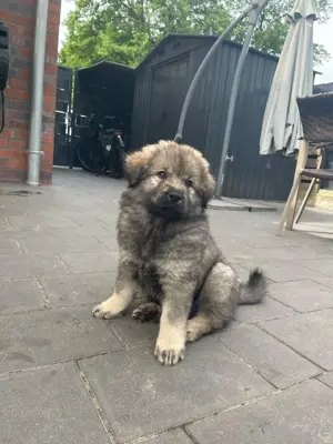 Eurasier Mix Welpen suchen Ihr neues zuhause