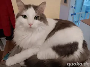 Norweger Kater