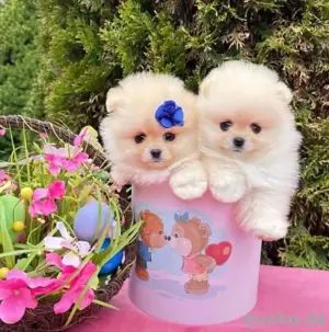 Pomeranian mini Welpen Zwergspitz