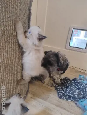 Siam Ragdoll Kitten suchen ein tolles Zuhause 