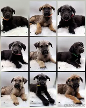 Irish Wolfhound Irischer Wolfshund Welpen