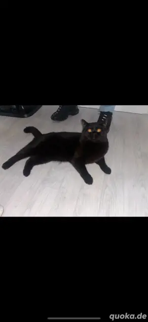 Bkh Deckkater 