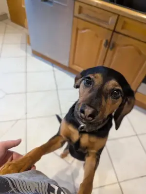 Unser Zuckerschnütchen Lorraine sucht ein neues Kuschelkörbchen