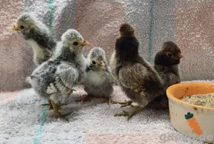 Paduaner Hauben Huhn