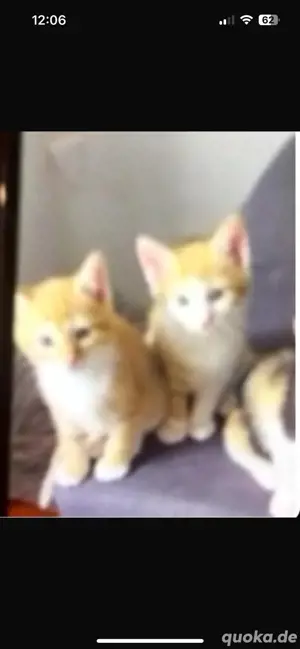 rechte katze zu verkaufen 