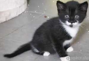 5 kleine bunte Katzenbabys  Bild 3