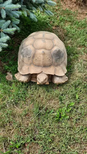  2 Sporenschildkröten Weiblich zu verkaufen