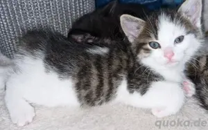 5 kleine bunte Katzenbabys  Bild 4