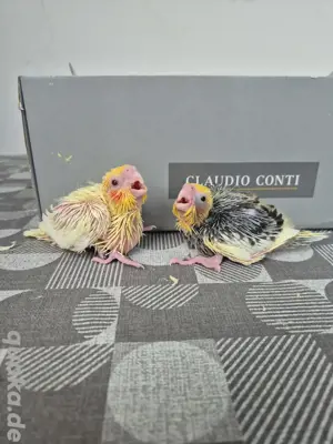 Nymphensittich baby 