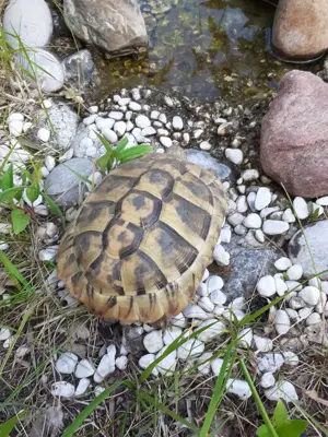 2 Griechische Landschildkröten kostenlos abzugeben