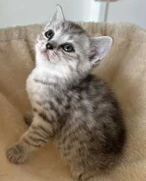 BKH Baby Kitten Britisch Kurzhaar Baby Kitten Abgabe ab Juli