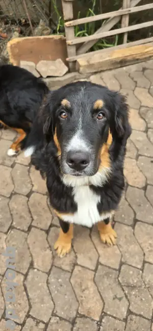 berner mix welpen 