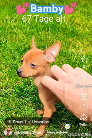 Russkiy Toy Terrier 