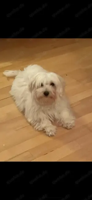 Bichon Malteser Rüde