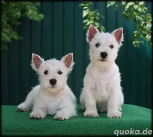 West Highland Wheite Terrier