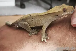 1.0 Kronengecko - Correlophus ciliatus
