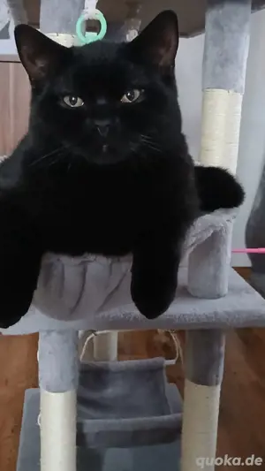 Bkh Deckkater  Bild 2