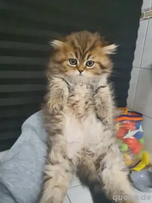 sibirischen kitten 