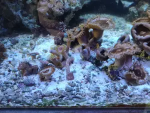 Meerwasser Zoas Ableger