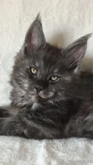 Maine Coon Reinrassig mit Stammbaum 