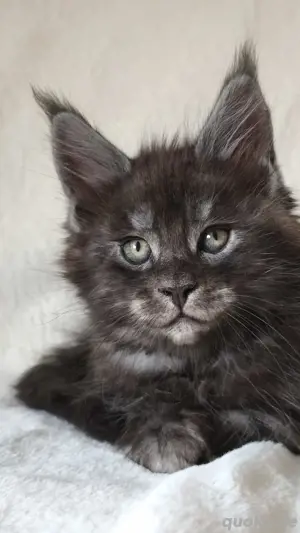 Maine Coon Reinrassig mit Stammbaum 