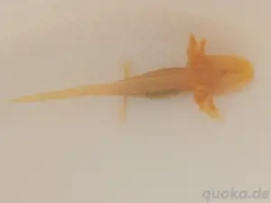 Axolotl abzugeben INTERESSE...