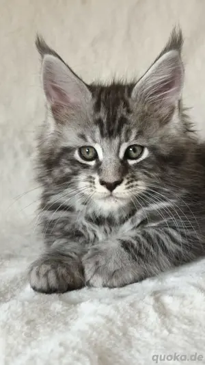 Maine Coon Reinrassig mit Stammbaum 