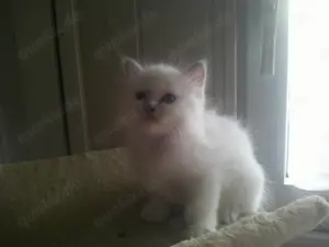  Heilige Birma kitten  reinrassig und verschmust