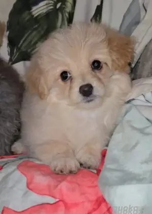 Pomeranian Zwergspitz Mädchen Welpe 