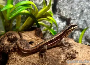 1.0 Leiocephalus personatus - Bunter Haitimaskenleguan