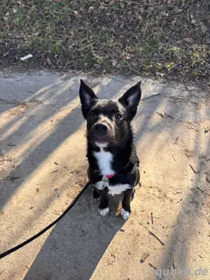 Bordercollie Mischling Hündin