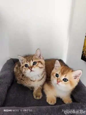 BKH und BLH Kitty 