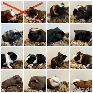 Meerschweinchen in verschiedenen Farben