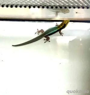 Res. - 0.0.1 Phelsuma klemmeri ENZ 10 24