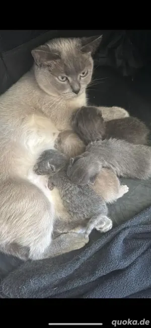 4 süße BKH Kitten suchen ab Mitte Juli ein neues zu Hause!