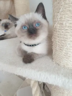 Britisch kurzhar kitten Point.Blau Augen