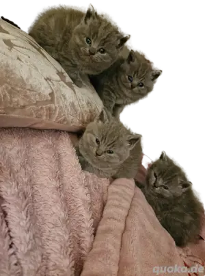 4 BKH kitten suchen schönes Zuhause 