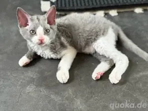 Sphynx brush Kater 10 Wochen alt 
