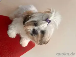 Shih Tzu Welpen 