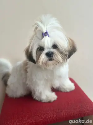 Shih Tzu Welpe